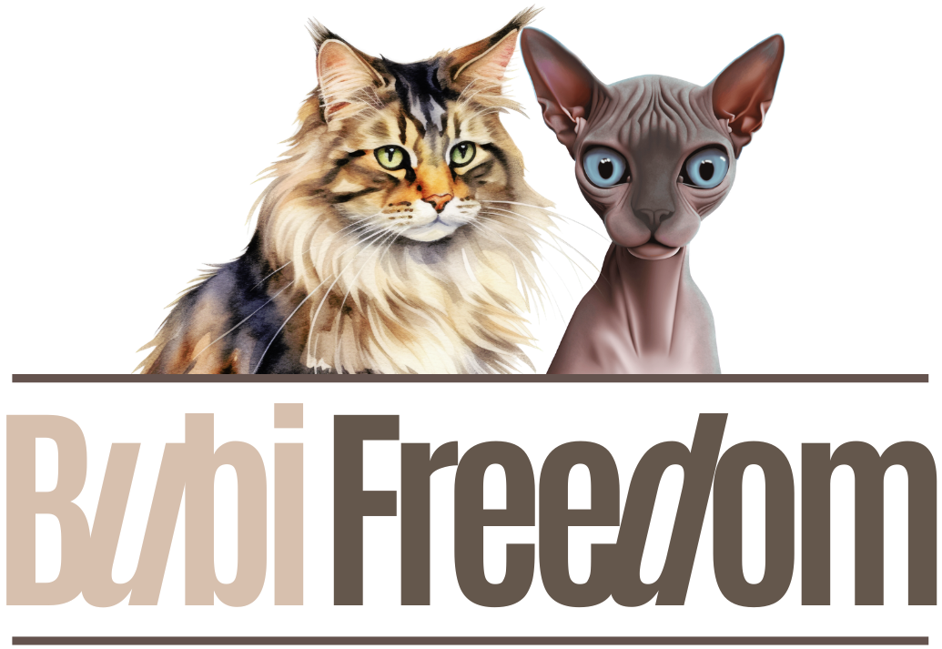BUBI FREEDOM | Criadero certificado de gatos Maine Coon y Sphynx